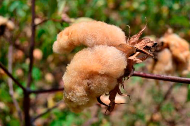 ¿Sabemos cuál es el color originario del algodón?
